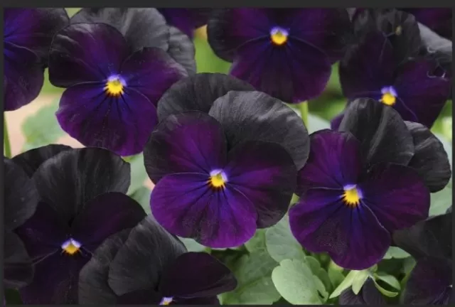 9 Dramatic Black Flowers to Enhance Your Garden (Part 1) 5