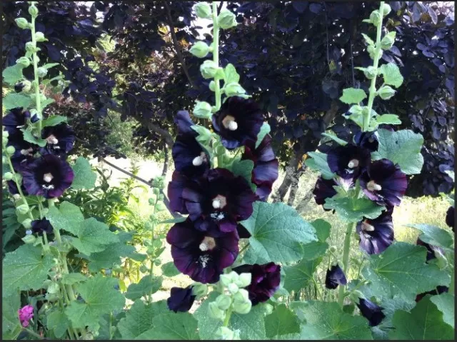 9 Dramatic Black Flowers to Enhance Your Garden (Part 1) 3