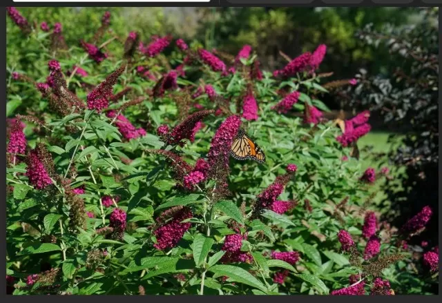 10 Butterfly Bush Varieties for Your Garden (Part 1) 3