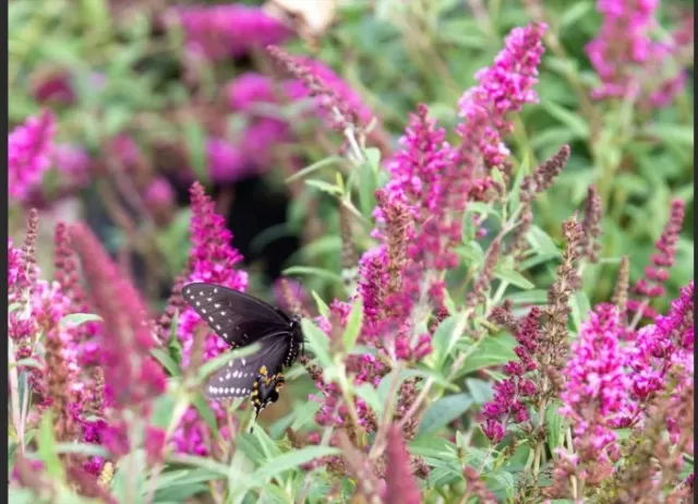 10 Butterfly Bush Varieties for Your Garden (Part 1) 5