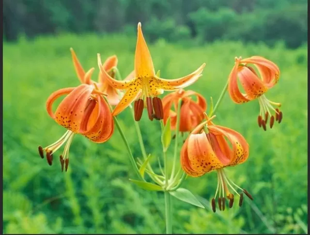 10 Orange Flowers to Add Vibrancy to Your Garden (Part 2) 5