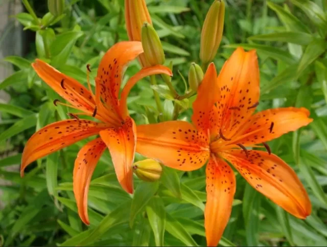 10 Orange Flowers to Add Vibrancy to Your Garden (Part 2) 3
