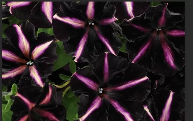 9 Dramatic Black Flowers to Enhance Your Garden (Part 2) 1