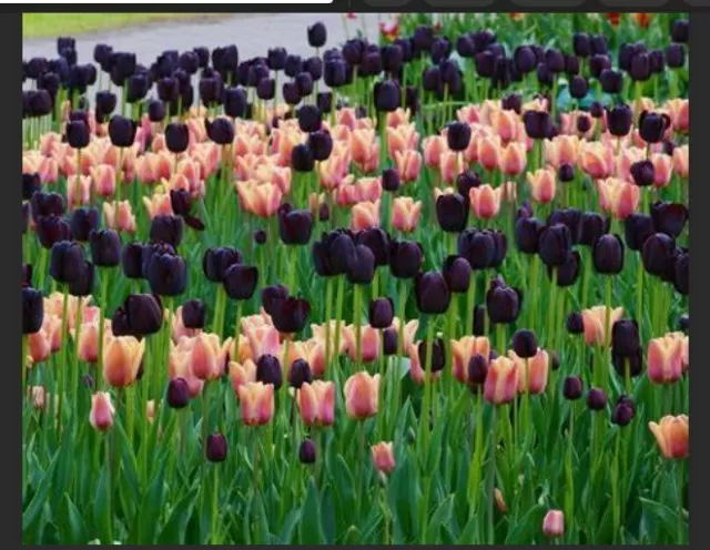 9 Dramatic Black Flowers to Enhance Your Garden (Part 2) 4
