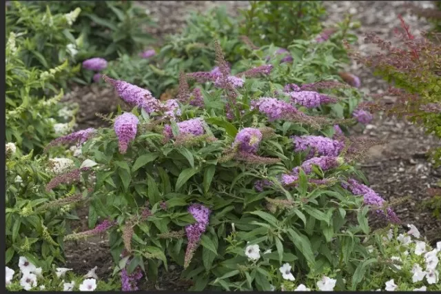 10 Butterfly Bush Varieties for Your Garden (Part 2) 1