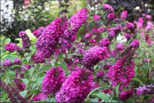 10 Butterfly Bush Varieties for Your Garden (Part 2) 3