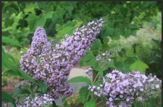 10 Butterfly Bush Varieties for Your Garden (Part 2) 5