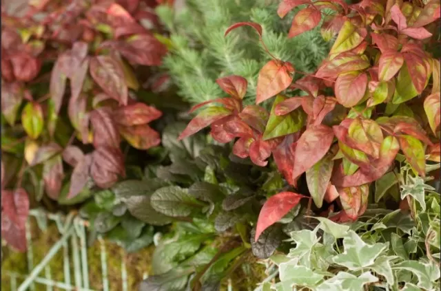 10 Evergreen Shrubs for Year-Round Curb Appeal (Part 2) 1