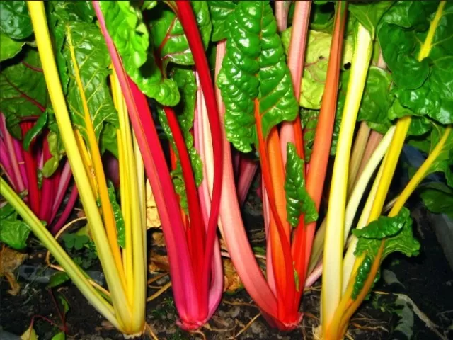 13 Shade-Loving Vegetables That Flourish (Part 3) 3