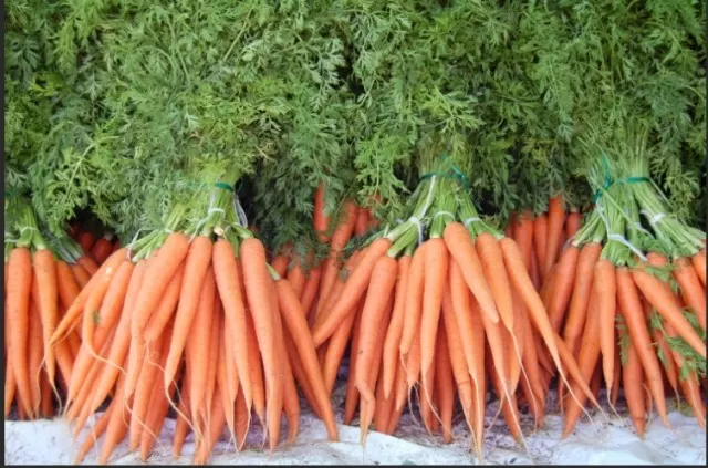 13 Shade-Loving Vegetables That Flourish (Part 3) 1