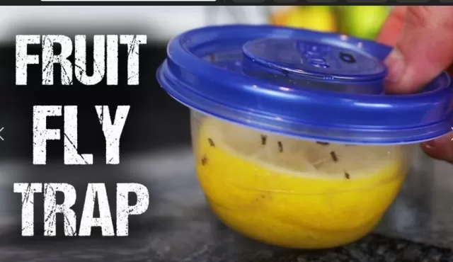 3 Quick DIY Fruit Fly Traps to Make in Minutes 3