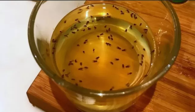 3 Quick DIY Fruit Fly Traps to Make in Minutes 1