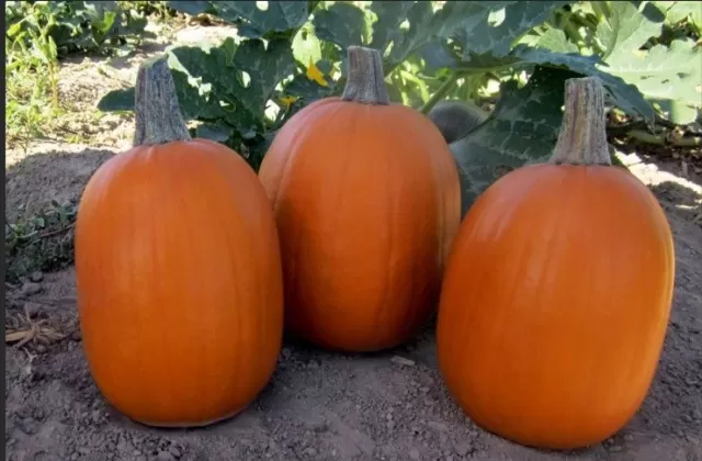 Pumpkin Varieties of the Fall Season 5