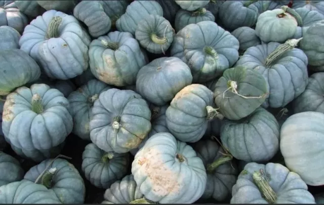 Varieties of Pumpkins to Expect This Autumn 5