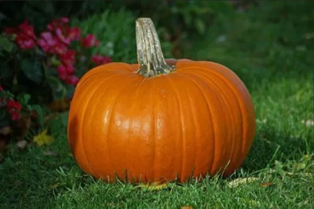 Varieties of Pumpkins to Expect This Autumn 3