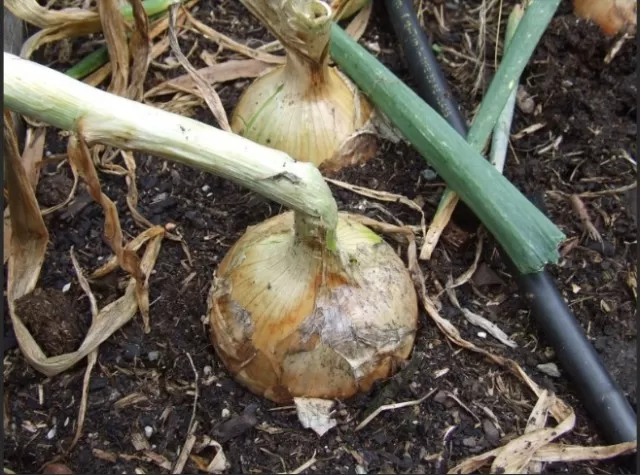 Cultivating, Nurturing, and Harvesting Onions 5