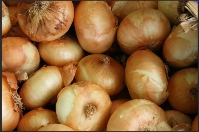 Cultivating, Nurturing, and Harvesting Onions 1