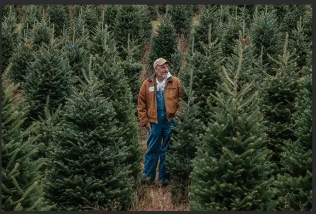 Selecting the Perfect Christmas Tree for Your Home 3