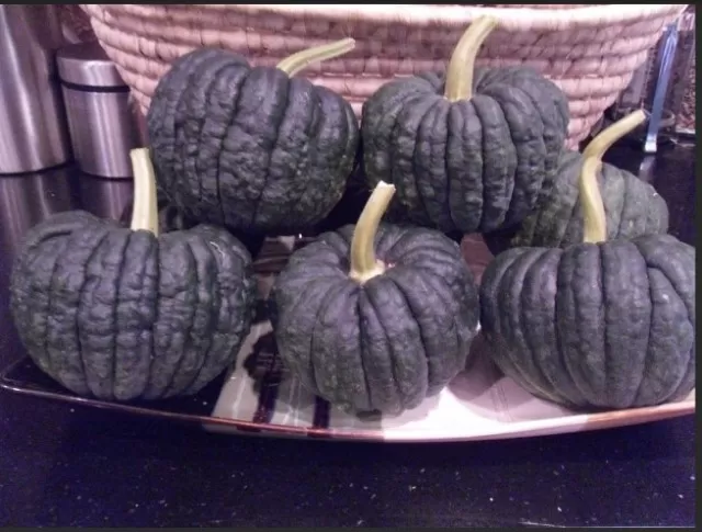 Varieties of Pumpkins to Expect This Autumn 1