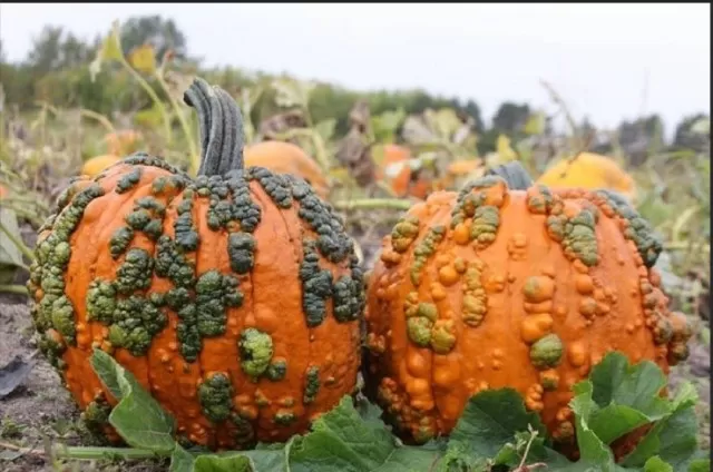Varieties of Pumpkins to Expect This Autumn 3
