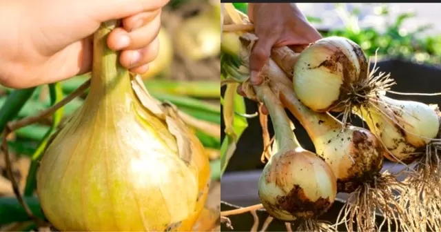 Planting, Cultivating, and Harvesting Onions 2