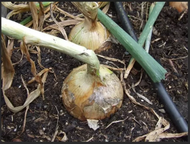 Planting, Cultivating, and Harvesting Onions 1