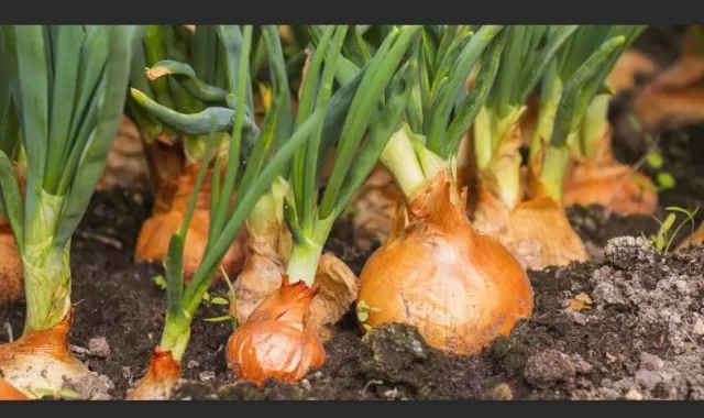 Planting, Cultivating, and Harvesting Onions 3