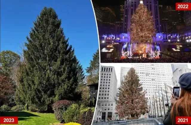Artificial Christmas Trees: Equally Packed 1