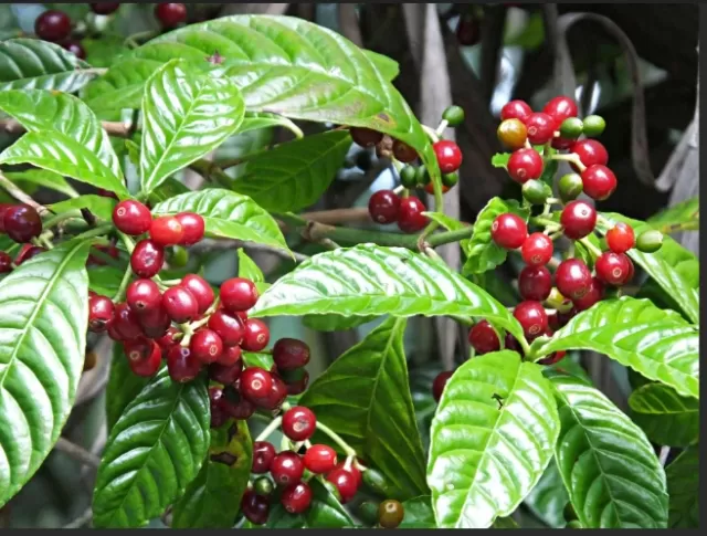 Growing and Caring for Fragrant Coffee Plants Indoors 1