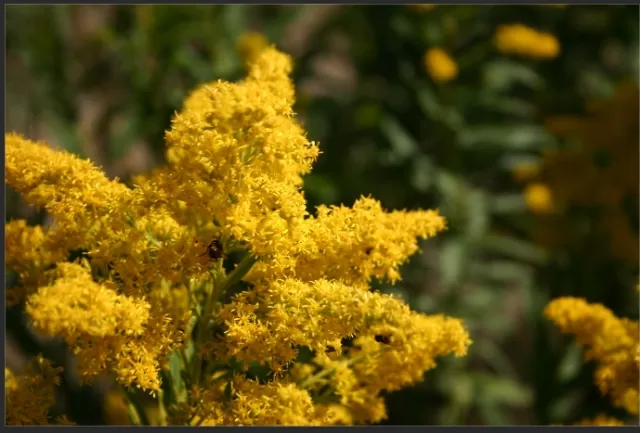 Yellow Perennial Flowers to Brighten Your Landscape 3