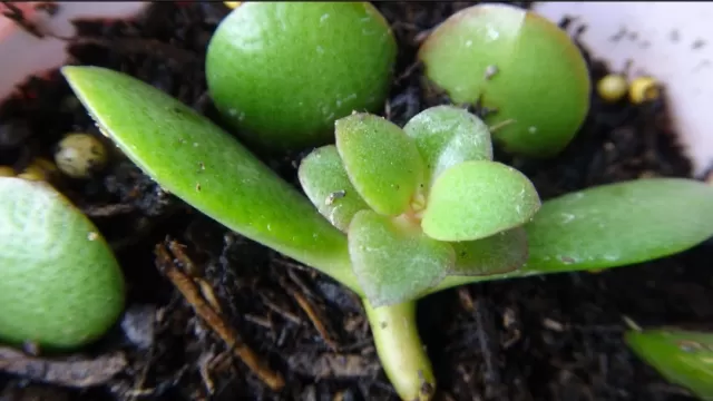 Jade Plant Propagation: Growing Your Succulent Collection 1