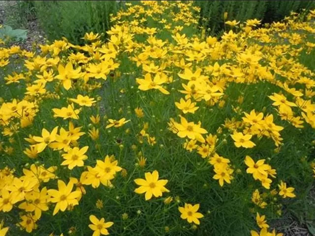 Yellow Perennial Flowers for a Brighter Landscape 1