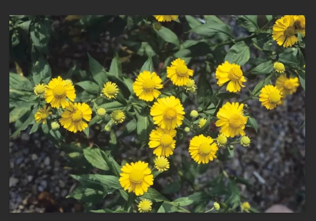 Yellow Perennial Flowers to Illuminate Your Garden 1