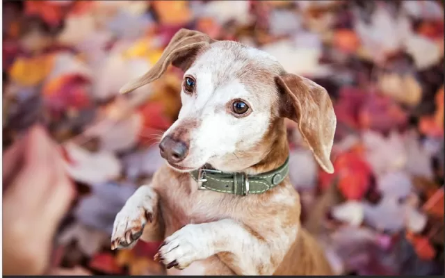 Enhance Your Home for Senior Dogs with Vet-Recommended Tips 1