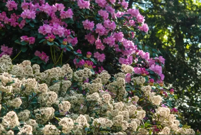 Aromatic Evergreen Shrubs for an Incredibly Fragrant Garden 3