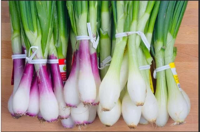 Common Onion Varieties 3