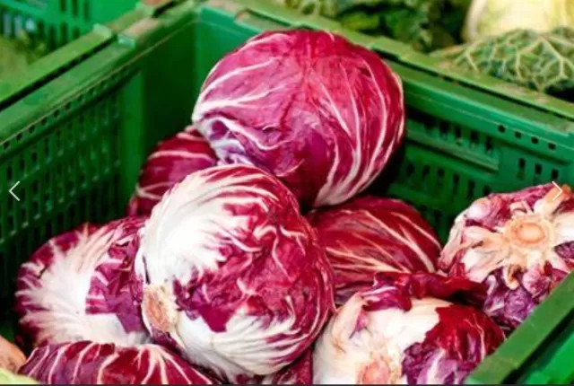 Radicchio: The Vibrant and Crunchy Winter Vegetable 1