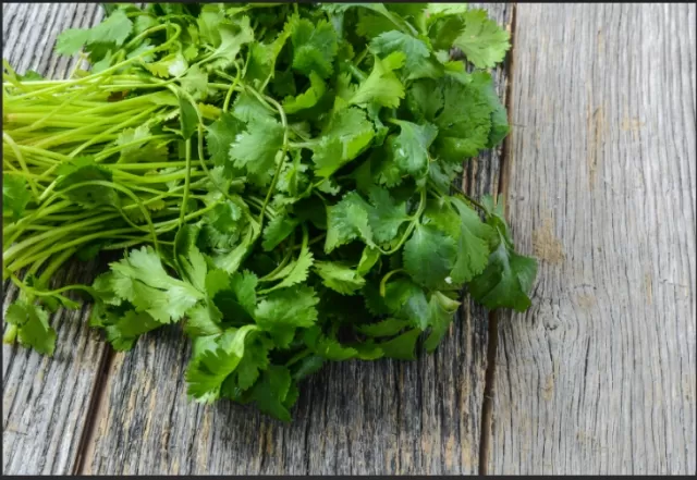 The Science Behind Why Some Perceive Cilantro as Soapy 5