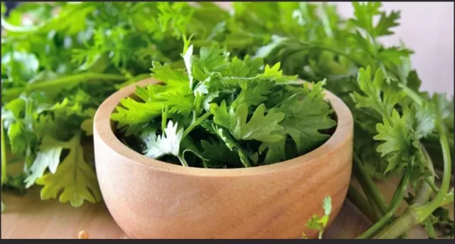 The Science Behind Why Some Perceive Cilantro as Soapy 3